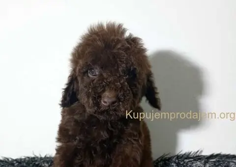 Toy pudle stenci - 1/5