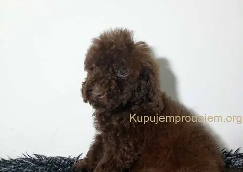 Toy pudle stenci - 2/5