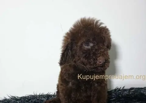 Toy pudle stenci - 3/5