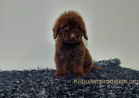 Toy pudle stenci - 4/5