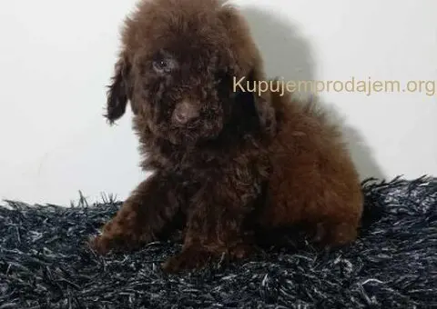 Toy pudle stenci - 5/5