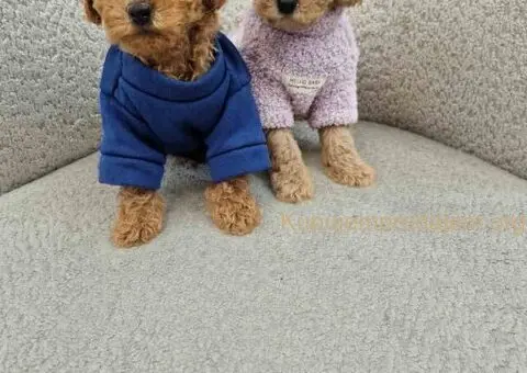 Pudle toy bata i seka - 1/4