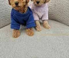 Pudle toy bata i seka