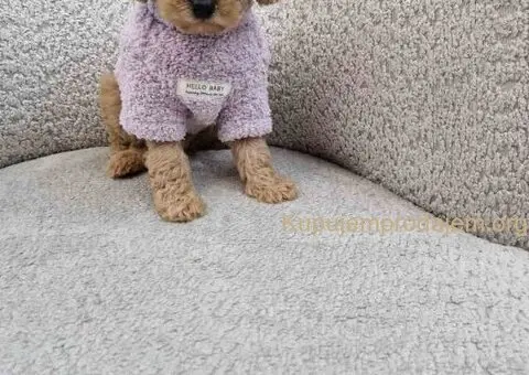 Pudle toy bata i seka - 2/4