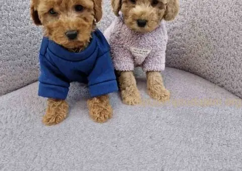 Pudle toy bata i seka - 3/4