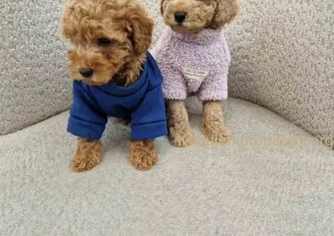 Pudle toy bata i seka - 4/4