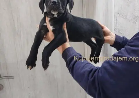 Na prodaju stenad Cane Corso - 1/8