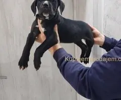 Na prodaju stenad Cane Corso