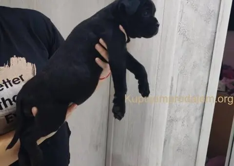 Na prodaju stenad Cane Corso - 2/8