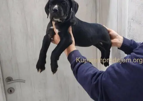 Na prodaju stenad Cane Corso - 3/8