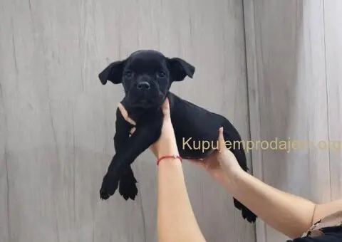 Na prodaju stenad Cane Corso - 4/8