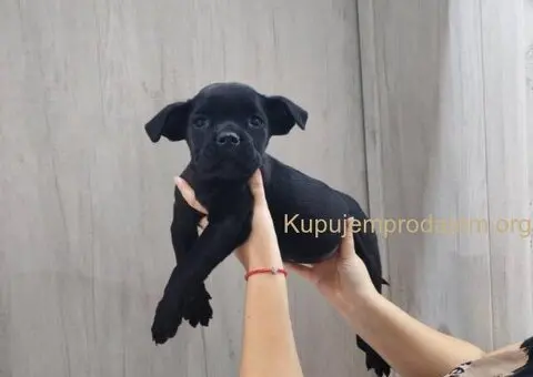 Na prodaju stenad Cane Corso - 5/8