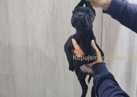 Na prodaju stenad Cane Corso - 6/8