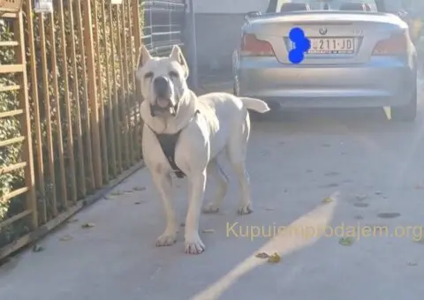Na prodaju stenad Cane Corso - 7/8