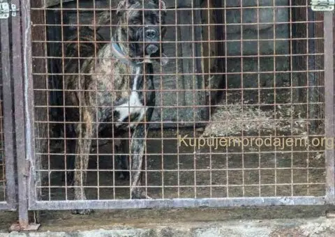 Na prodaju stenad Cane Corso - 8/8
