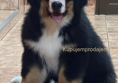 Na prodaju stenci bernskog planinskog psa, odlicnog kvaliteta - 1/6