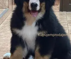 Na prodaju stenci bernskog planinskog psa, odlicnog kvaliteta