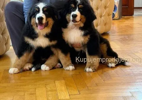 Na prodaju stenci bernskog planinskog psa, odlicnog kvaliteta - 2/6