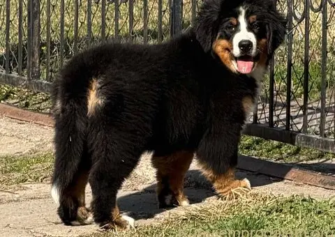 Na prodaju stenci bernskog planinskog psa, odlicnog kvaliteta - 3/6