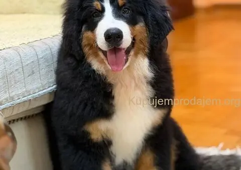 Na prodaju stenci bernskog planinskog psa, odlicnog kvaliteta - 4/6