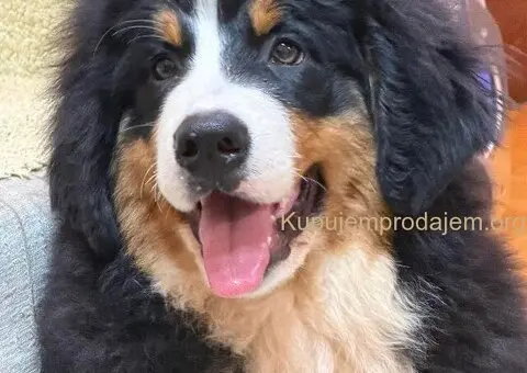 Na prodaju stenci bernskog planinskog psa, odlicnog kvaliteta - 5/6
