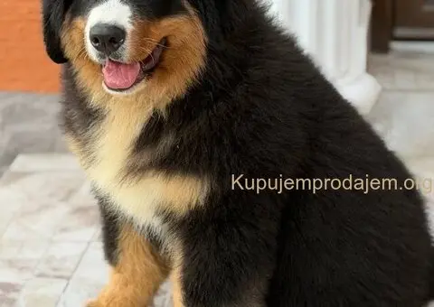 Na prodaju stenci bernskog planinskog psa, odlicnog kvaliteta - 6/6
