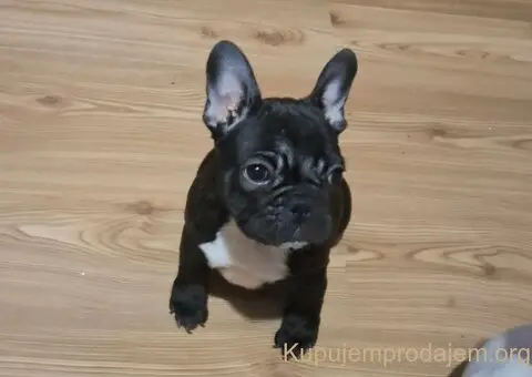 Francuski Buldog prelepi stenci - 1/7