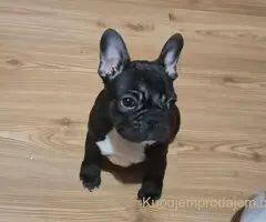 Francuski Buldog prelepi stenci