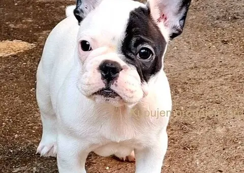 Francuski Buldog prelepi stenci - 3/7