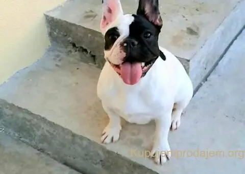 Francuski Buldog prelepi stenci - 5/7