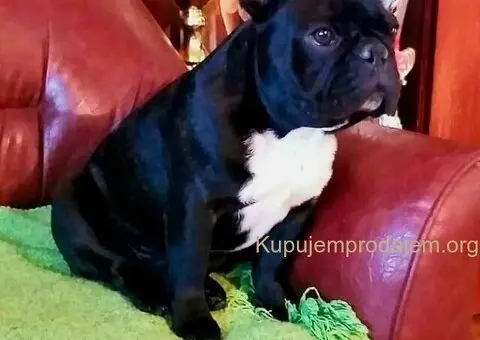 Francuski Buldog prelepi stenci - 6/7