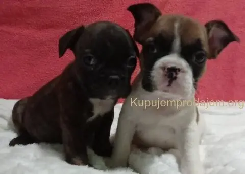 Zenkice francuskog buldoga - 1/8