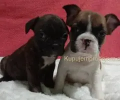 Zenkice francuskog buldoga