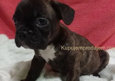 Zenkice francuskog buldoga - 2/8