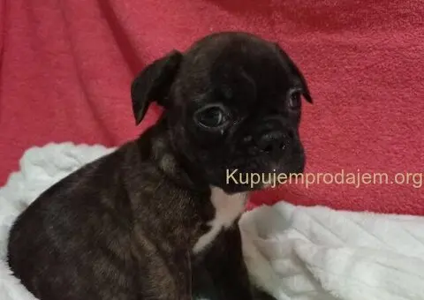 Zenkice francuskog buldoga - 3/8