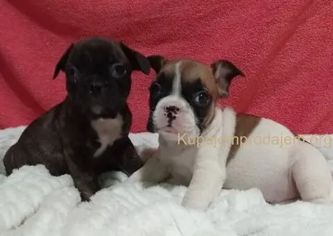 Zenkice francuskog buldoga - 4/8
