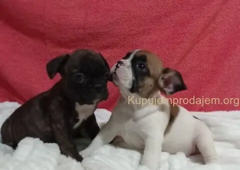 Zenkice francuskog buldoga - 5/8