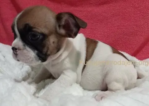 Zenkice francuskog buldoga - 6/8