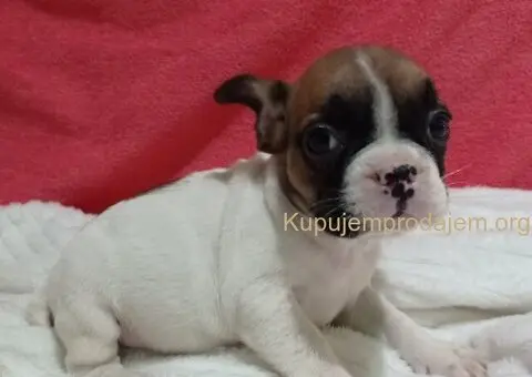 Zenkice francuskog buldoga - 7/8