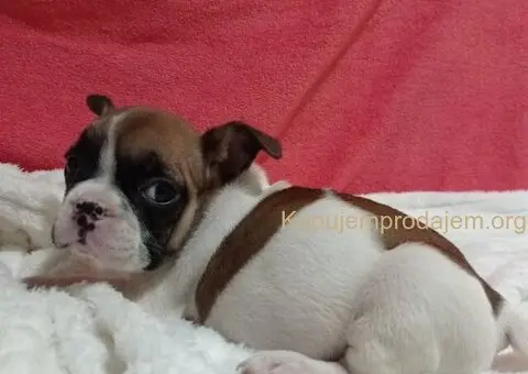 Zenkice francuskog buldoga - 8/8