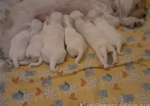 Na prodaju stenci mesanci maltezera i patuljastog spica - 1/10