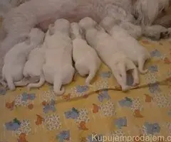 Na prodaju stenci mesanci maltezera i patuljastog spica