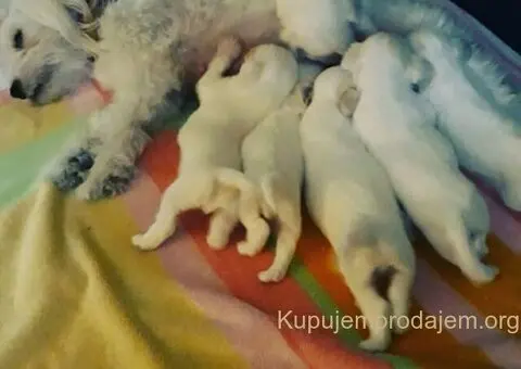 Na prodaju stenci mesanci maltezera i patuljastog spica - 2/10