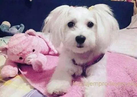 Na prodaju stenci mesanci maltezera i patuljastog spica - 3/10