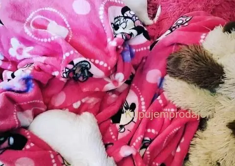 Na prodaju stenci mesanci maltezera i patuljastog spica - 4/10