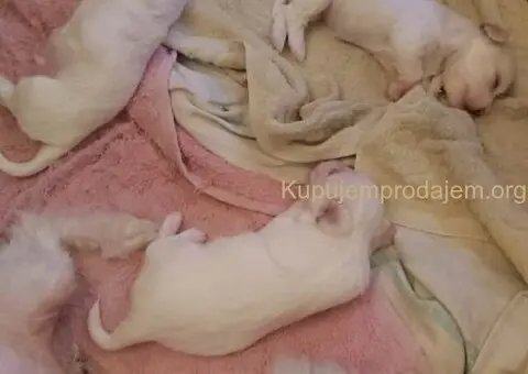 Na prodaju stenci mesanci maltezera i patuljastog spica - 5/10