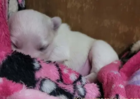 Na prodaju stenci mesanci maltezera i patuljastog spica - 6/10