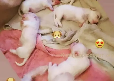 Na prodaju stenci mesanci maltezera i patuljastog spica - 7/10