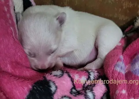 Na prodaju stenci mesanci maltezera i patuljastog spica - 8/10