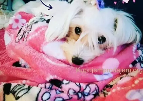 Na prodaju stenci mesanci maltezera i patuljastog spica - 9/10